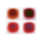 ANISH KAPOOR, Flow Red - etchings in colors