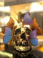 Philippe Pasqua - Vanité aux papillons LYNART STORE